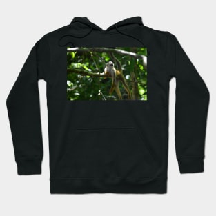 Squirrel Monkey at Rest Hoodie